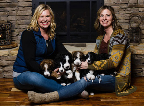 Sheepadoodle and Bernedoodle Breeder in Tennessee