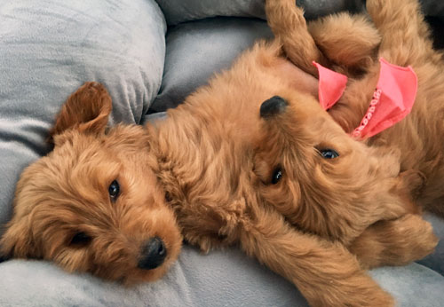 Goldendoodle and Bernedoodle Puppies in Tennessee