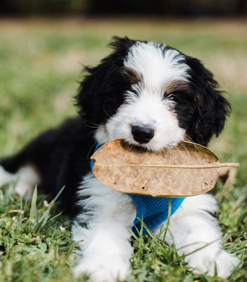 Bernedoodle Adult