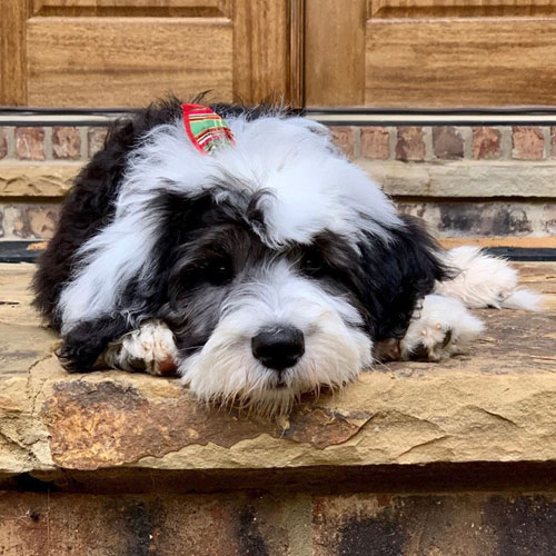 Sheepadoodle Adult