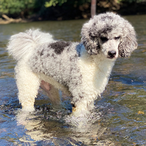 AKC Standard Poodle