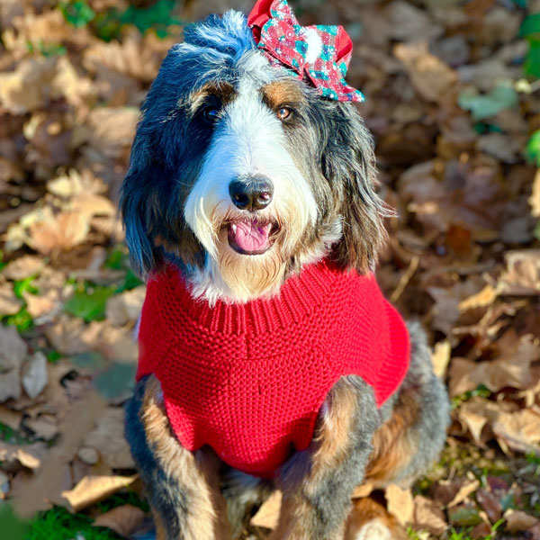 Benelli - Teddy Bear Bernedoodle 