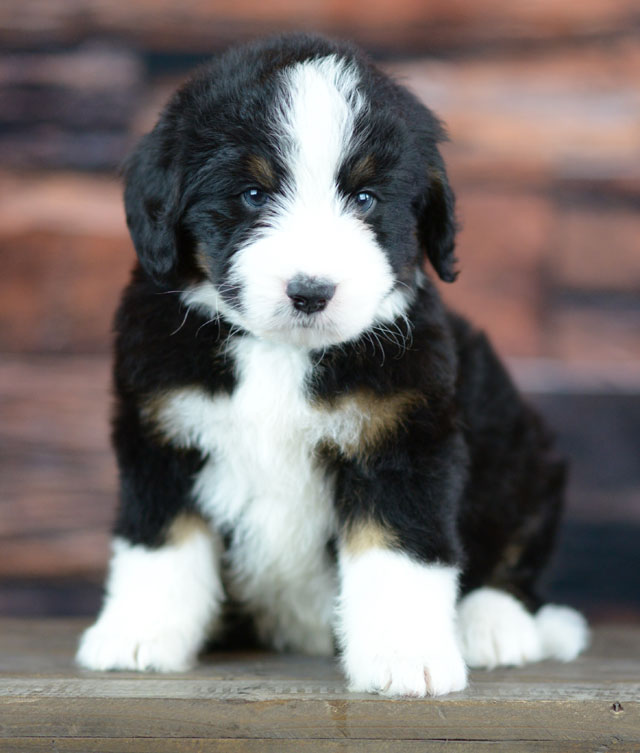 Ocoee River Bernedoodle Puppy