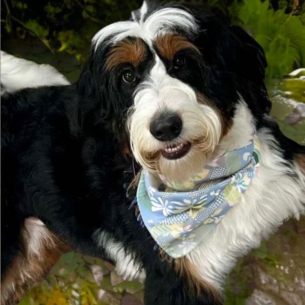 Billye - Teddy Bear Bernedoodle