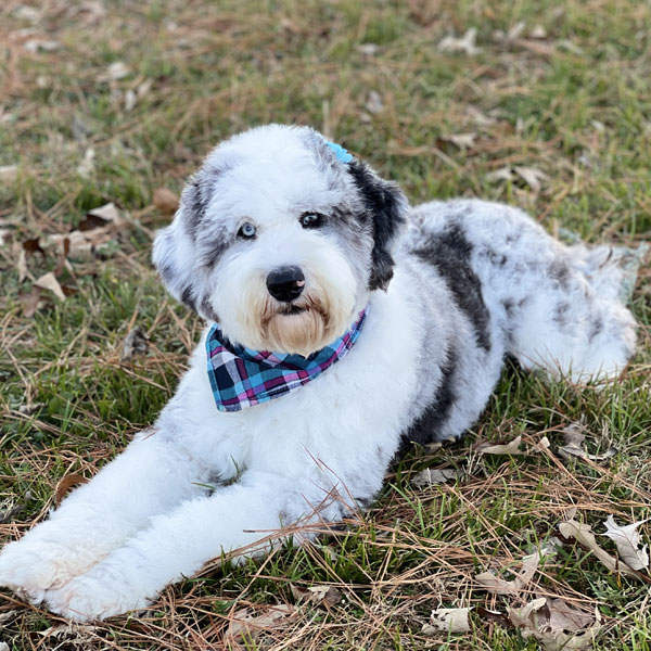 Bonnie F1 Sheepadoodle