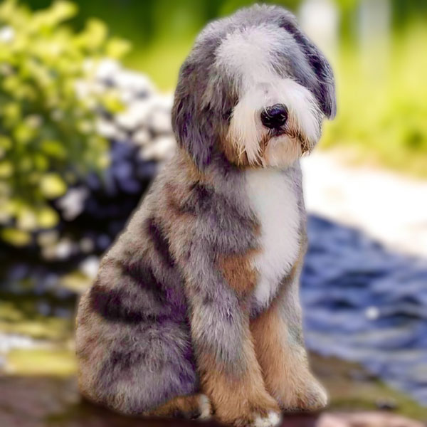 Bernedoodle