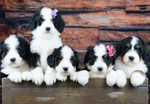 Ocoee River Bernedoodle Puppy