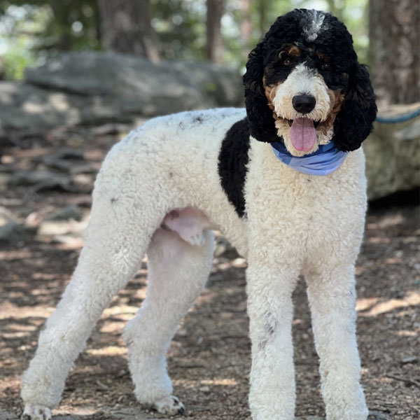 UKC/CKC Standard Tricolor Poodle