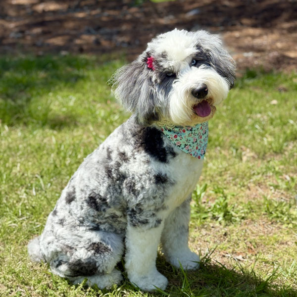 Izzy - Sheepadoodle