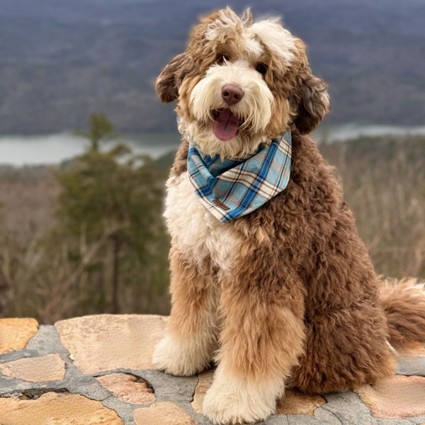 Mini Teddy Bear Bernedoodle