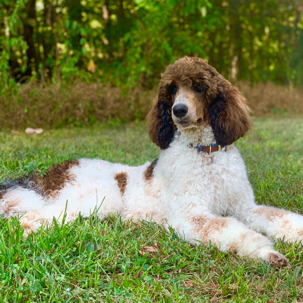 AKC Standard Poodle