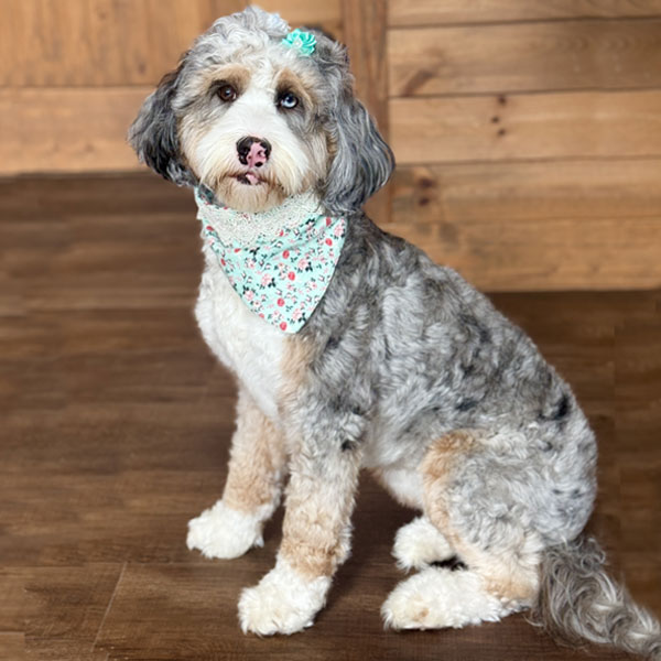 Klover Bernedoodle