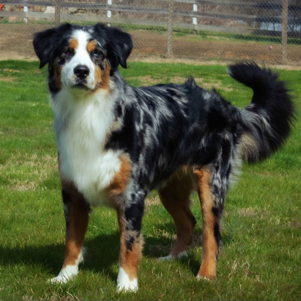 Maypop Australian Mountain Dog