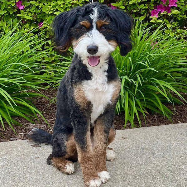 Mia - Teddy Bear Bernedoodle 