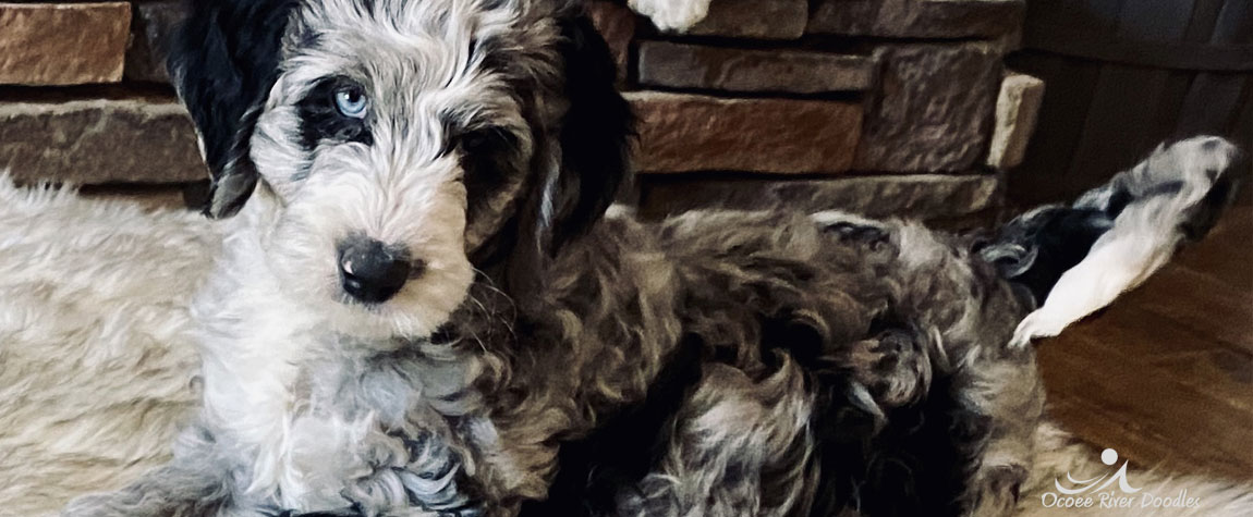 Sheepadoodle Puppy for Sale