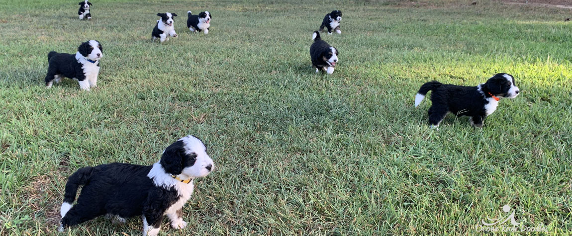 Sheepadoodle Puppy for Sale