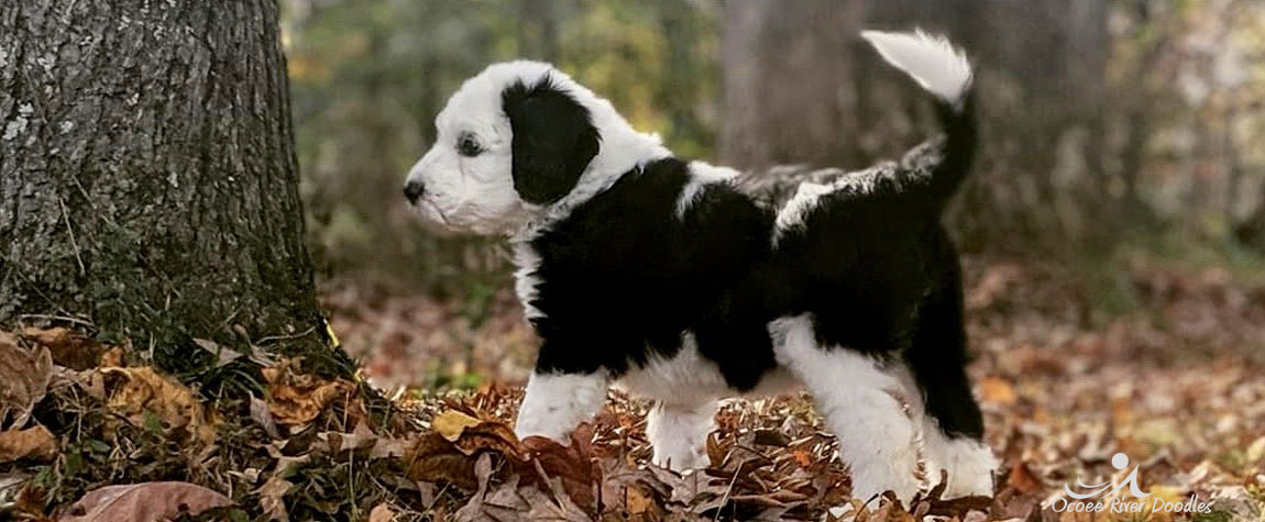 Sheepadoodle Puppy for Sale