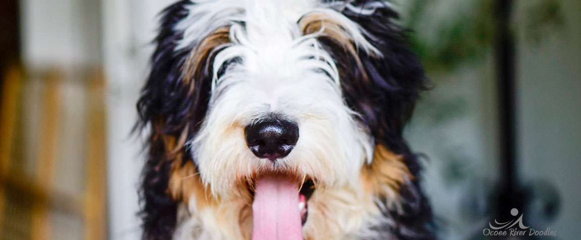 Bernedoodle Puppy for Sale