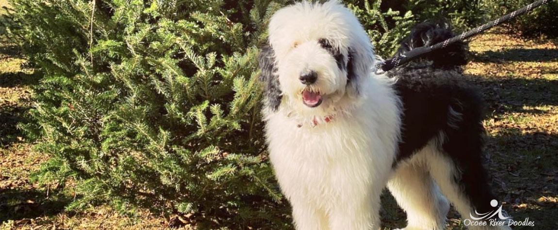 Sheepadoodle Puppy for Sale