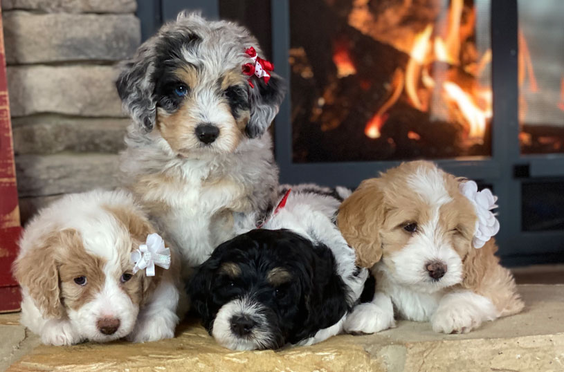 Bernedoodle Puppies In Tenessee by Ocoee River Doodles