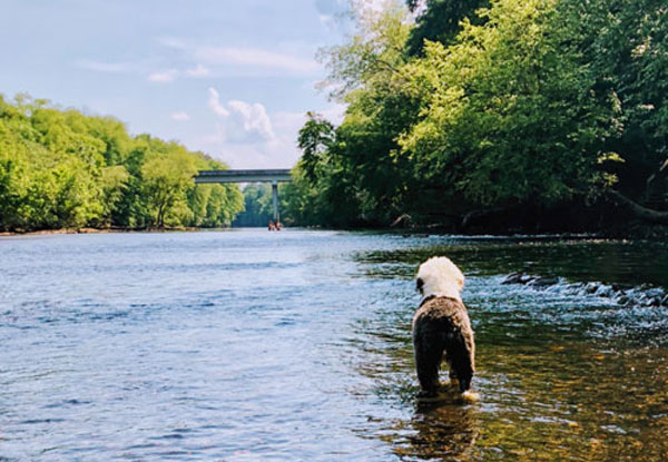 Ocoee River Doodles in Ocoee, TN