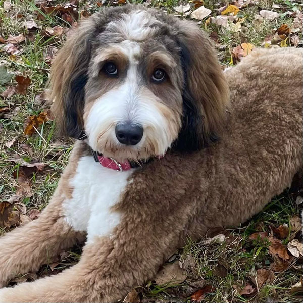 Peaches - Teddy Bear Bernedoodle 