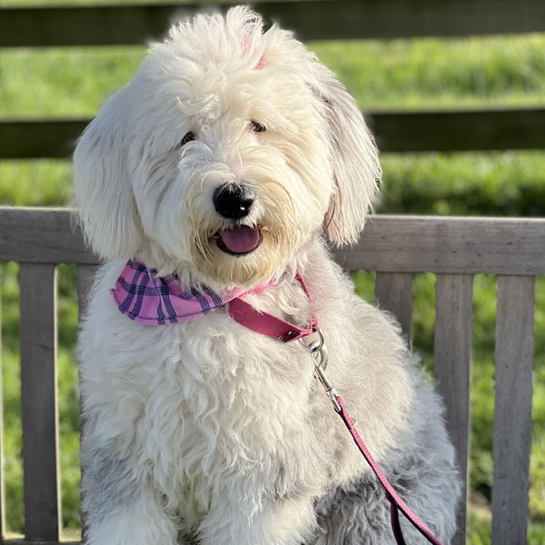 Pippa - Sheepadoodle