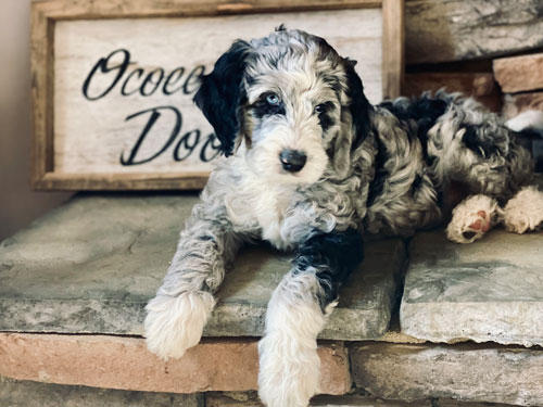 Bernedoodle Pricing