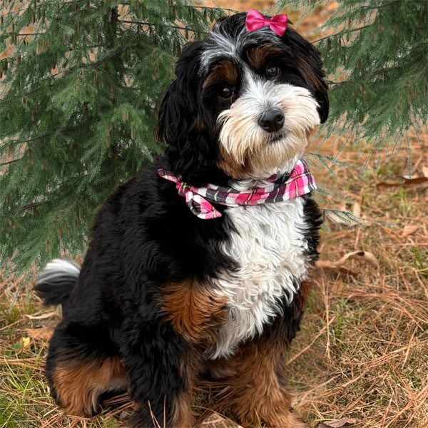 Punky Mini Teddy Bear Bernedoodle