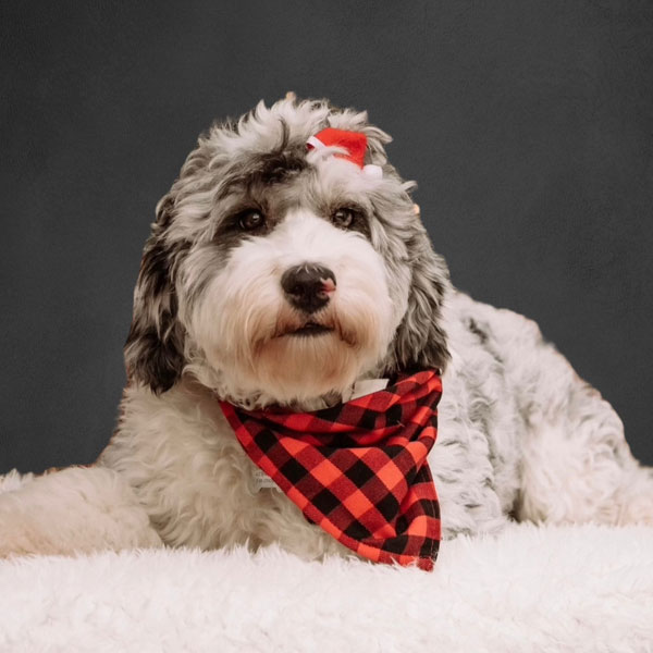 Raine - Sheepadoodle