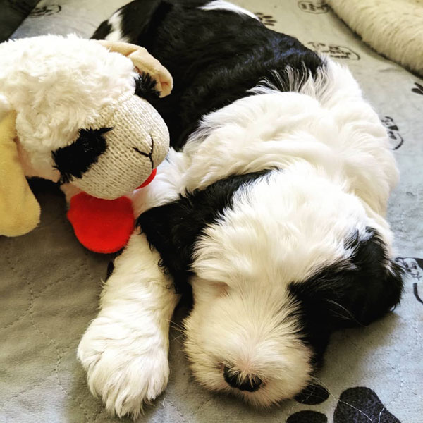 Ocoee River Sheepadoodle Puppy