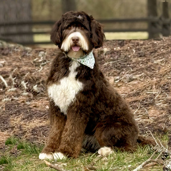 Zoey Standard Teddy Bear Bernedoodle